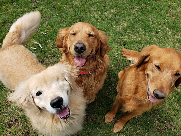 Featured golden retriever in our annual golden retriever calendar. Buy golden retriever calendars here.